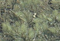 붕어마름 Ceratophyllum demersum (붕어마름과)