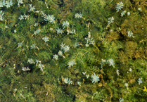 물수세미 Myriophyllum verticillatum (개미탑과)