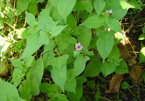 고마리 Persicaria thunbergii (마디풀과)