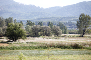 다른 각도에 물억새뜰 모습