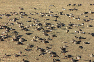 큰기러기뜰에 기러기 모습