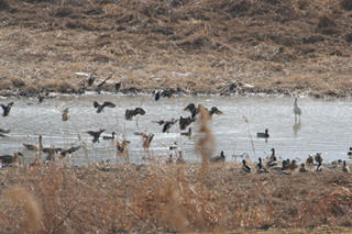 노랑부리저어새뜰에 기러기와 노랑부리저어새 모습