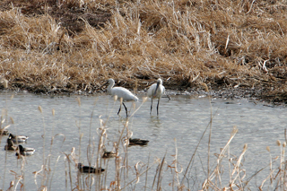 항공사진으로 본 노랑부리저어새뜰 위치