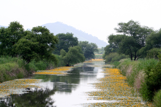 노랑어리연꽃뜰 봄전경