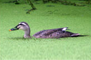 흰뺨검둥오리 모습