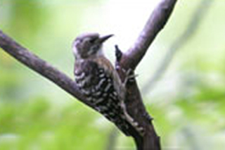 쇠딱다구리 모습