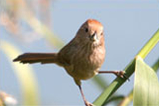 붉은머리오목눈이 모습