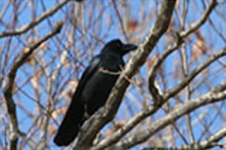 큰부리까마귀 모습