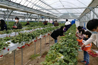 김해가야딸기테마파크