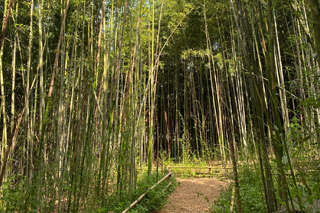대청계곡 대청도시숲