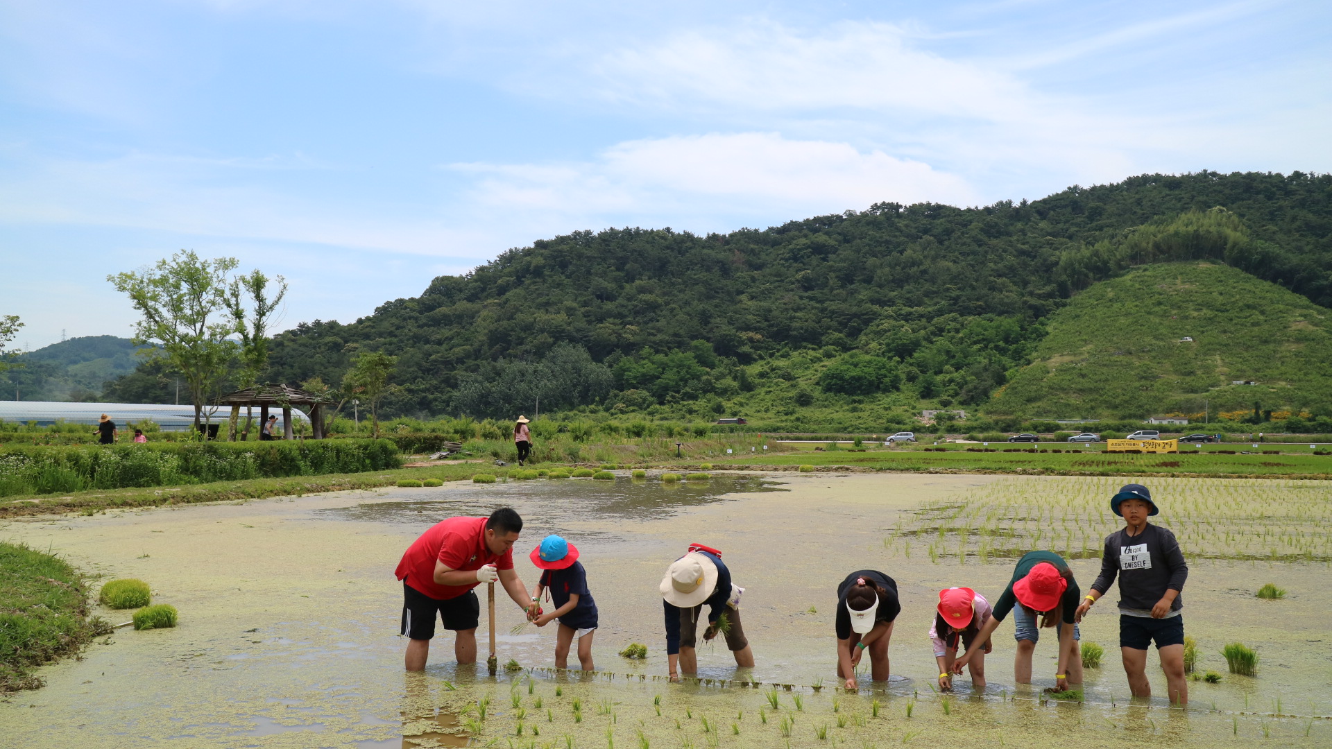친환경 손모내기체험 사진
