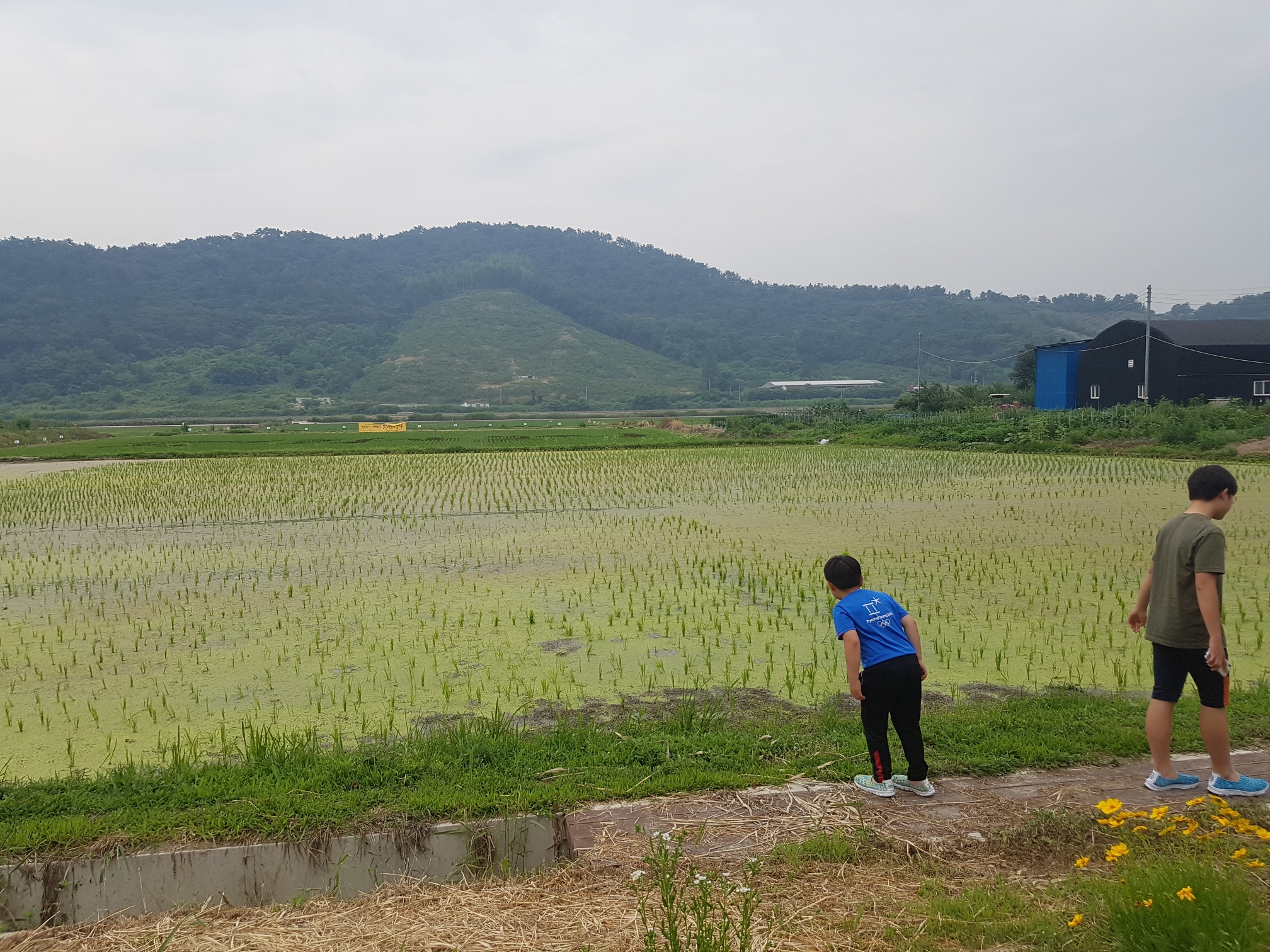 사춘기 아들 입도 트이게 한 모내기 사진