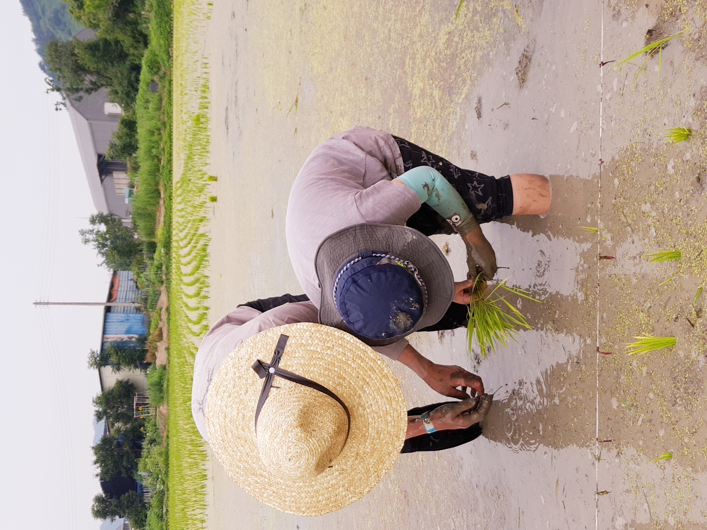 이런 모내기  처음이야!! 사진