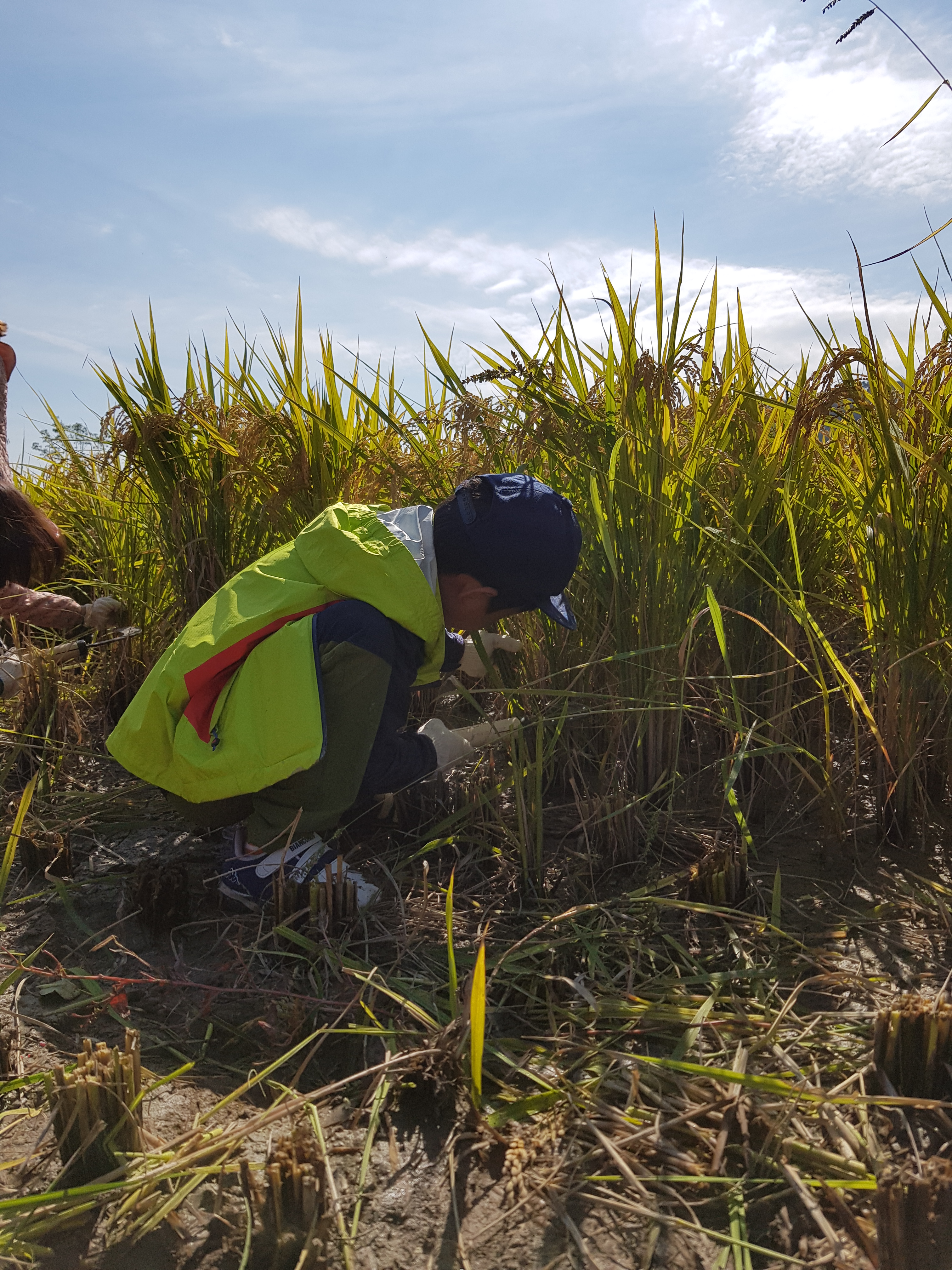 가을 전통 추수 및 메뚜기 잡기 체험 사진