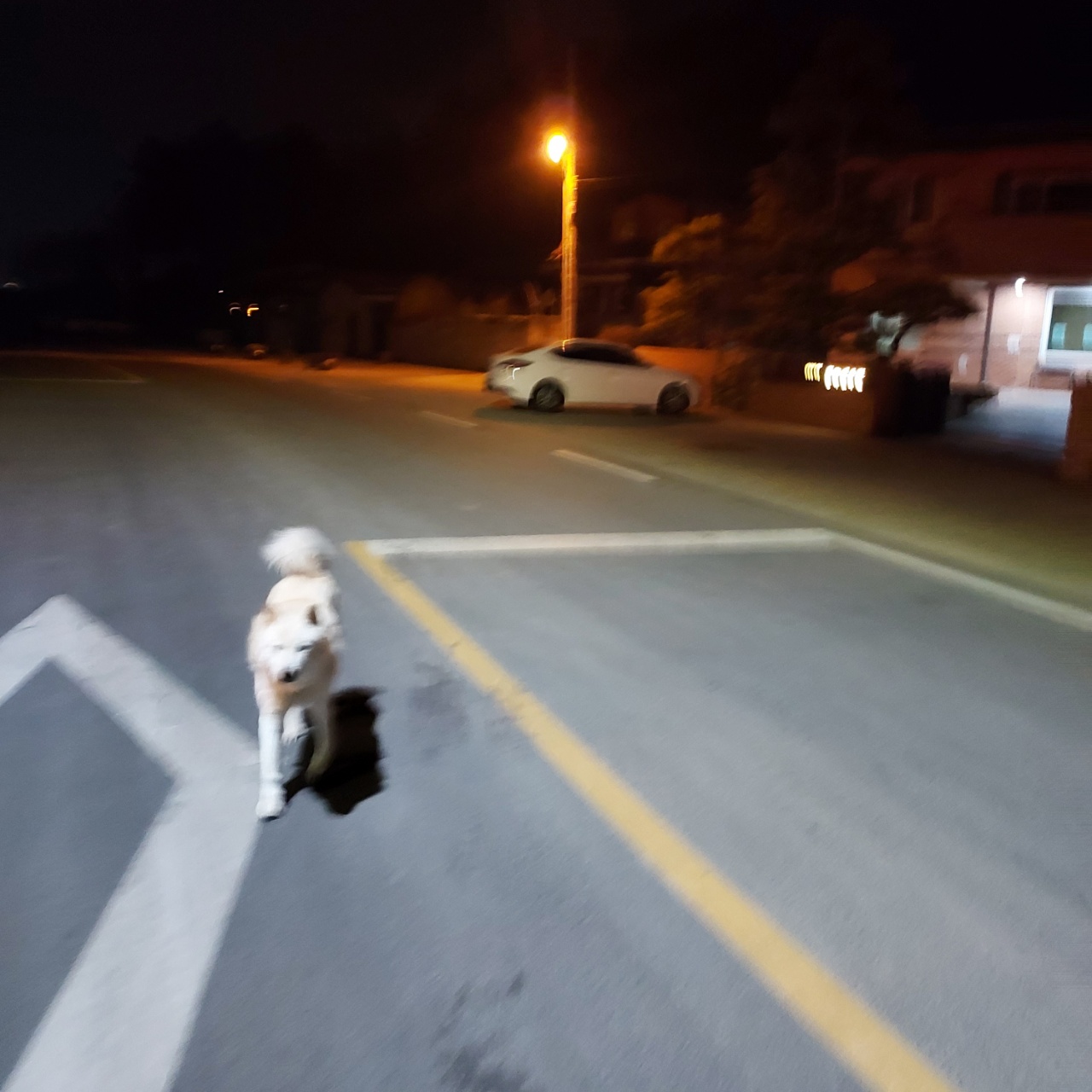 마을 어귀에서 반겨주던 흰둥이. 다음에는 꼭 간식 챙겨 갈게. 함께 불멍하고 싶었는데 중간까지만 따라오고 돌아갔다.
