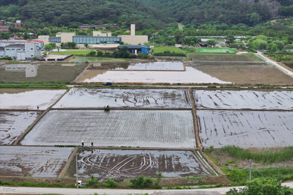 2024 캐릭터논 바탕벼 모내기(5/25)