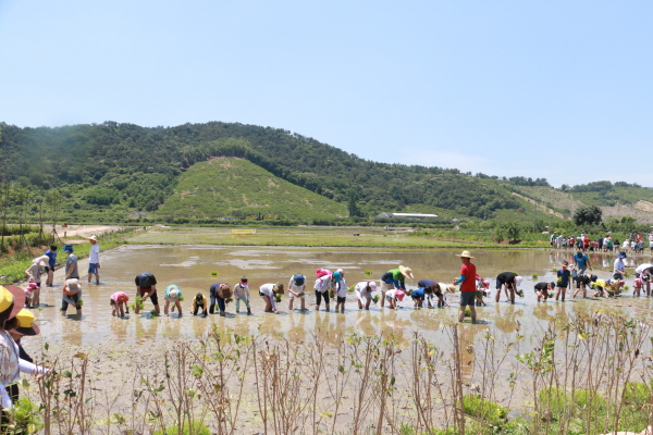 모내기 체험