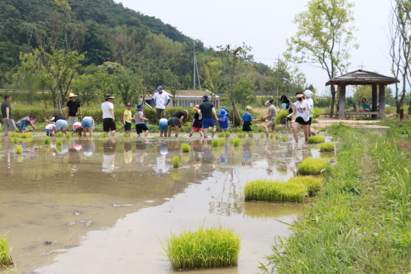 모내기 체험