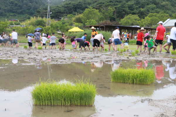 모내기 체험
