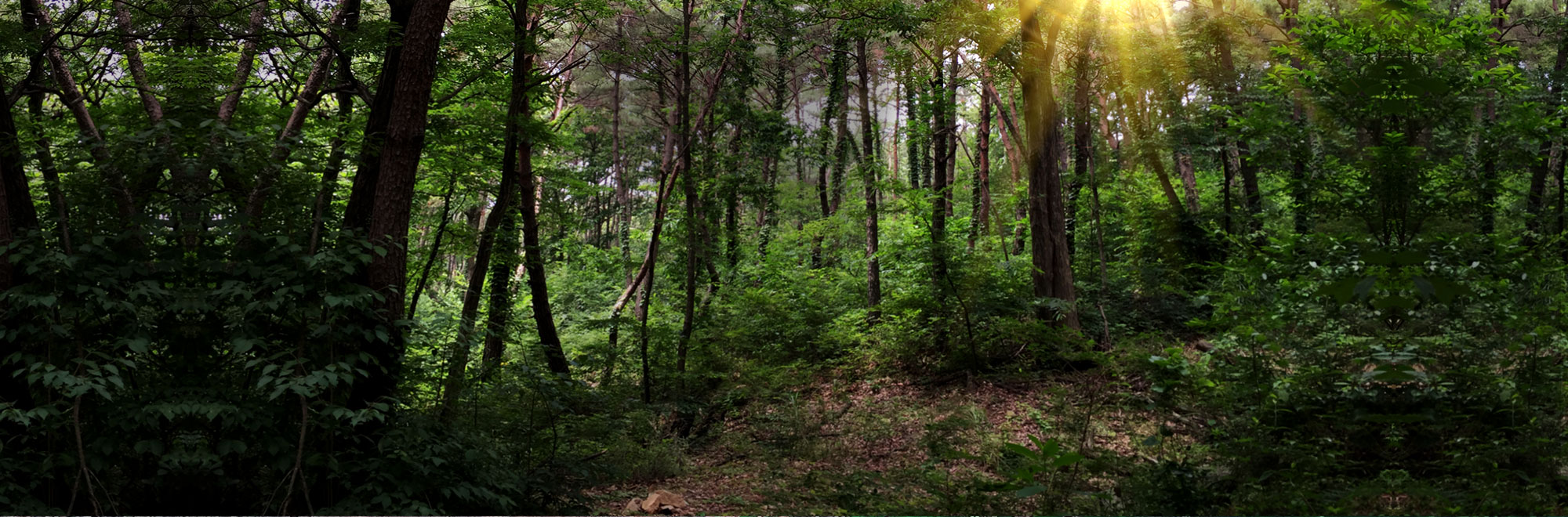 자연이 만든 숲 분성산 생태숲에서 힐링하세요.
