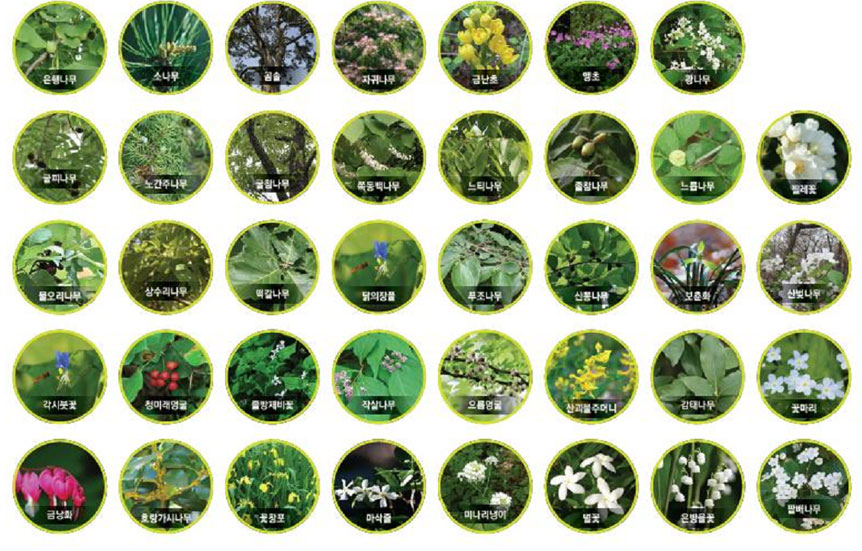 분성산의 생태숲의 친구들
은행나무, 소나무, 곰솔, 자귀남, 금난초, 앵초, 광나무,
굴피나무, 노간주나무, 굴참나무, 쪽동백나무, 느티나무, 줄참나무, 느릅나무, 찔레꽃
물오리나무, 상수리나무, 떡갈나무,닭의장풀, 푸조나무, 산뽕나무, 보춘화, 산벚나무,
각시붓꽃, 청미래덩굴, 졸방제비꽃, 작살나무, 으름덩굴, 산괴불주머니, 감태나무, 꽃마리, 금낭화, 호랑가시나무, 꽃창포, 마삭줄, 미나리냉이, 별꽃, 은방울꽃, 팔배나무