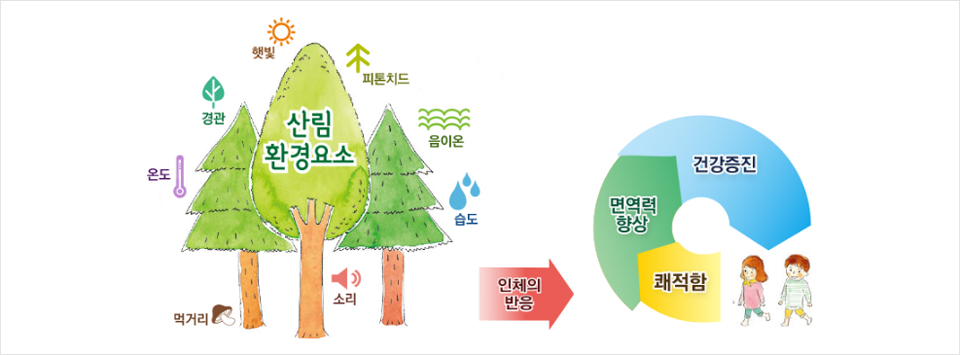 산림환경요소(먹거리,온도,경관,햇빛,피톤치드,음이온,습도,소리)→인체의반응 쾌적함,면역력향상,건강증진