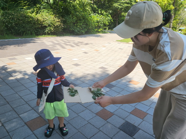 작은 판을 이용해 질경이 제기차기 놀이를 해요
