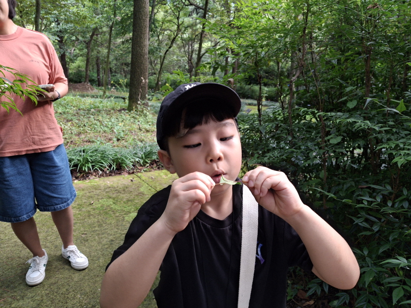 장군 차 잎으로 바람 개비를 만들었어요