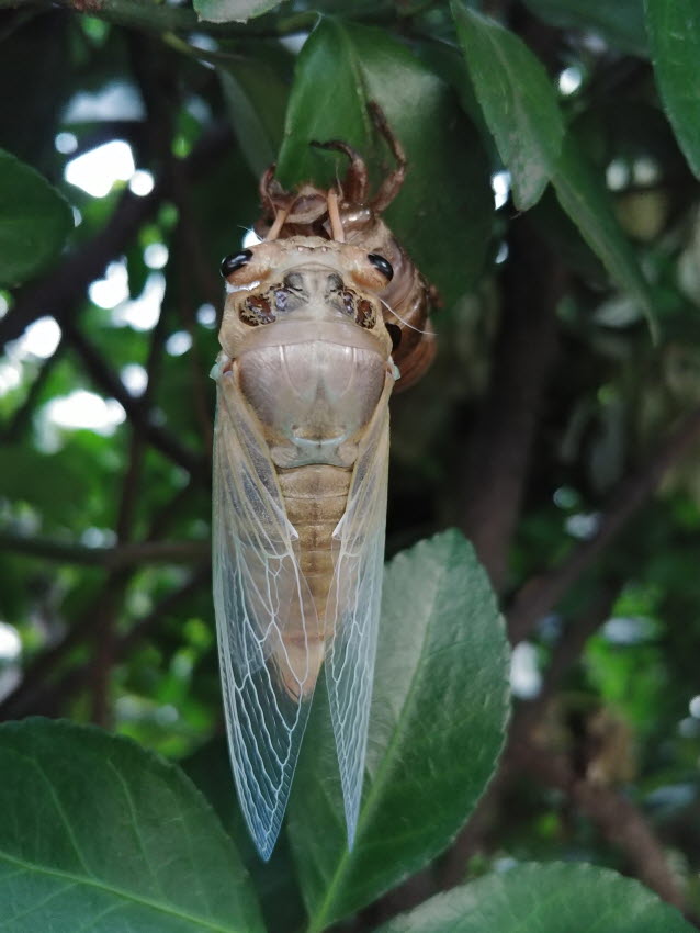 갓 우화한 매미