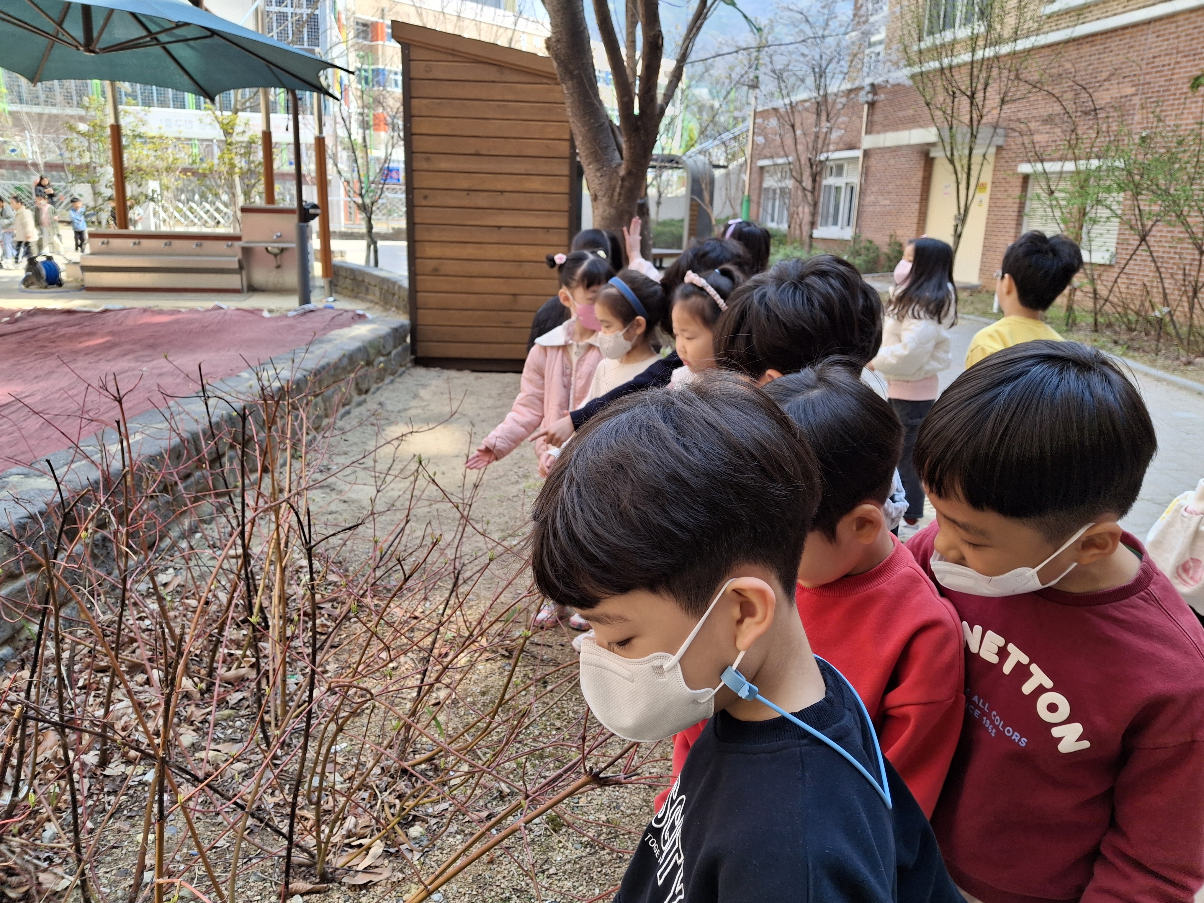 흰 말채 나무관찰