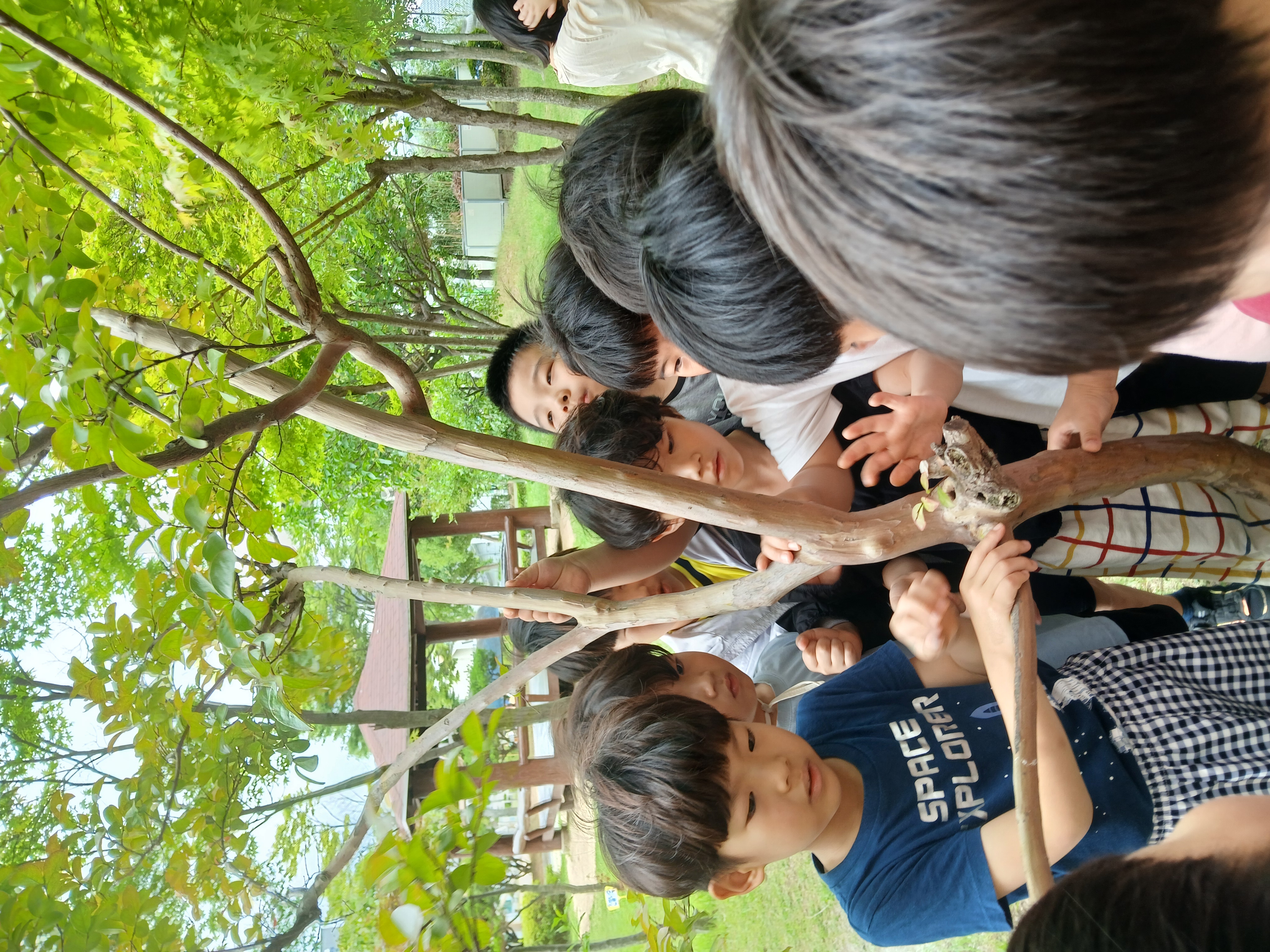 나무의 수피를 관찰하자