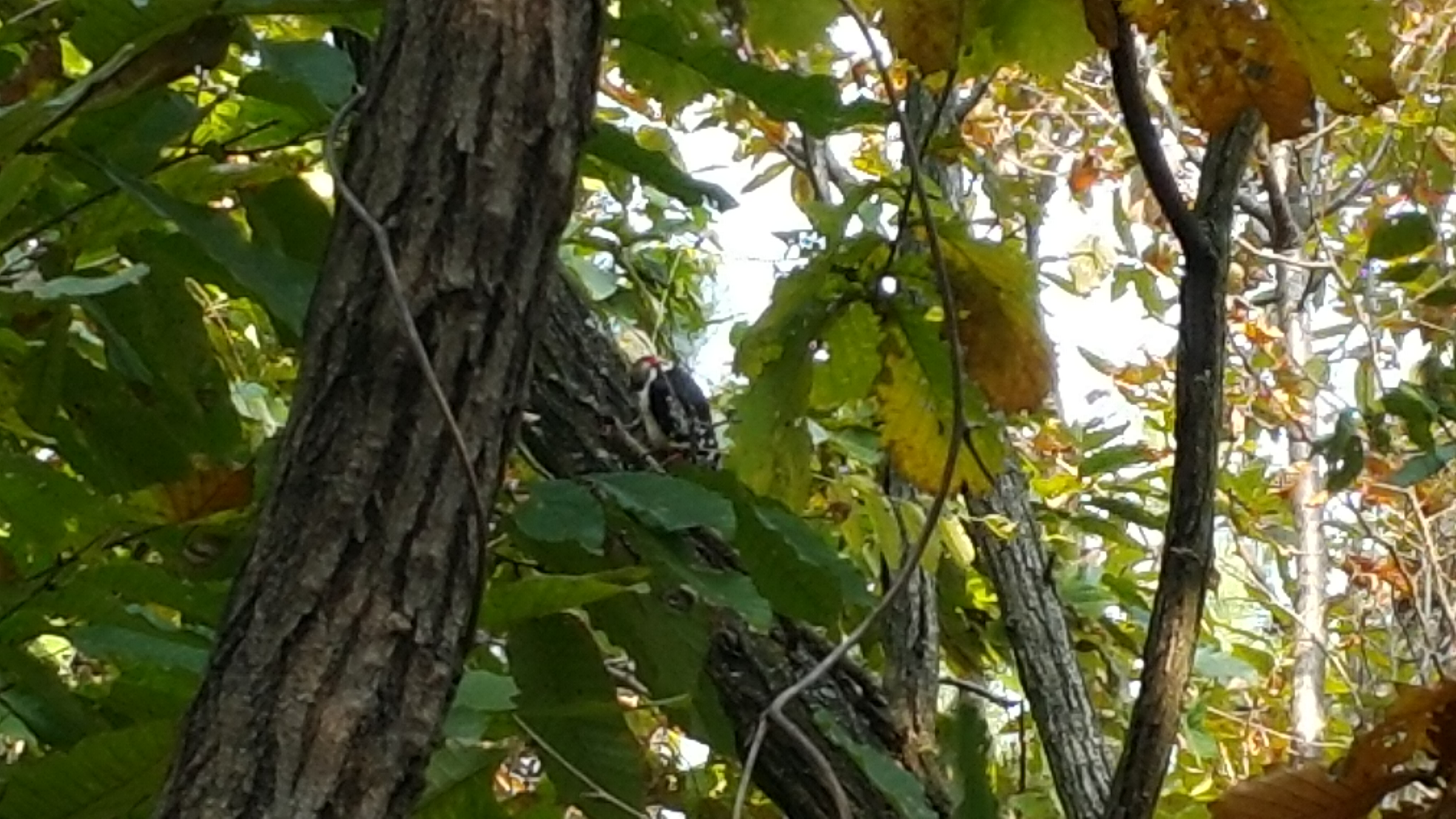 큰오색닥따구리