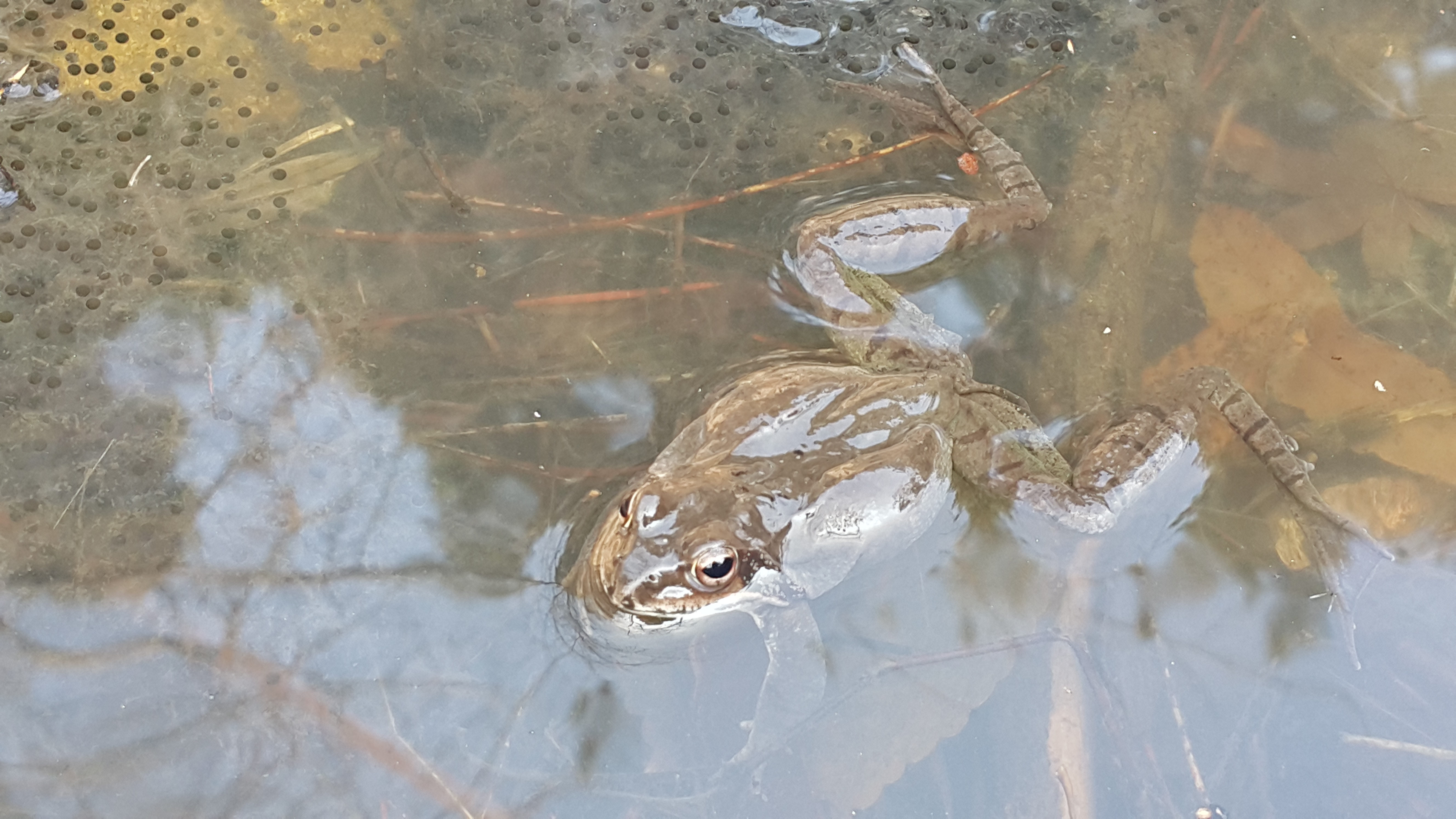 분성산생태연못에서