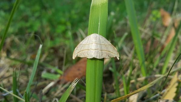 끝갈색흰가지나방