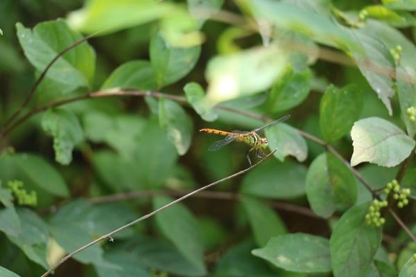 두점박이좀잠자리