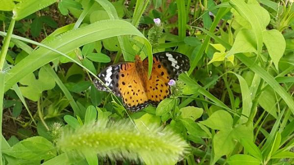 암끝검은표범나비