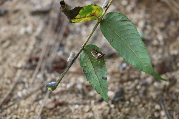 에사키뿔노린재