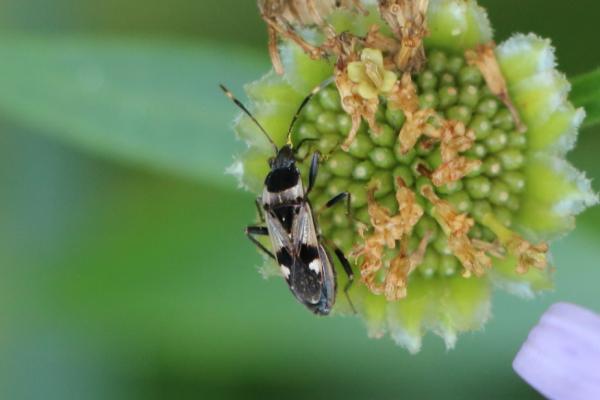 표주박긴노린재