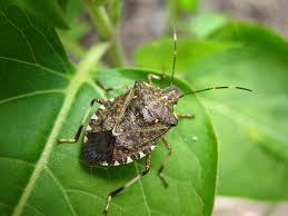 썩덩나무노린재