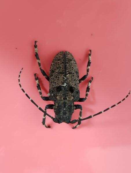 털두꺼비하늘소