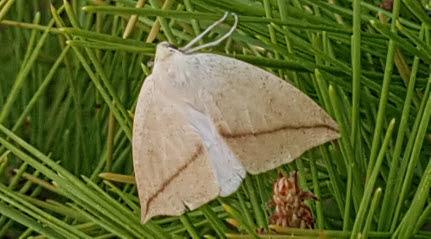 금빛갈고리밤나방