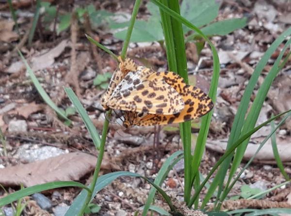 노랑날개무늬가지나방