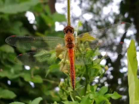 된장잠자리 수컷