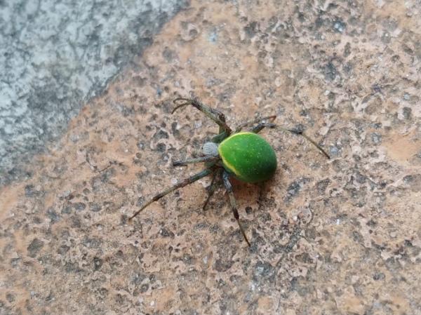 연두어리왕거미