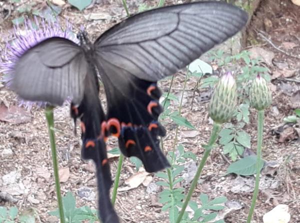 긴꼬리제비나비