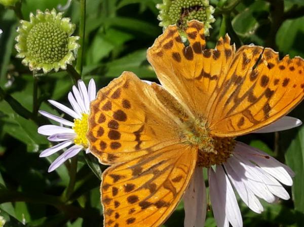 큰흰줄표범나비