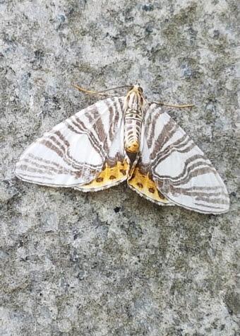 배노랑물결자나방