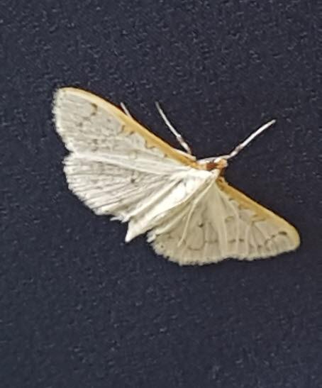 애기흰들명나방