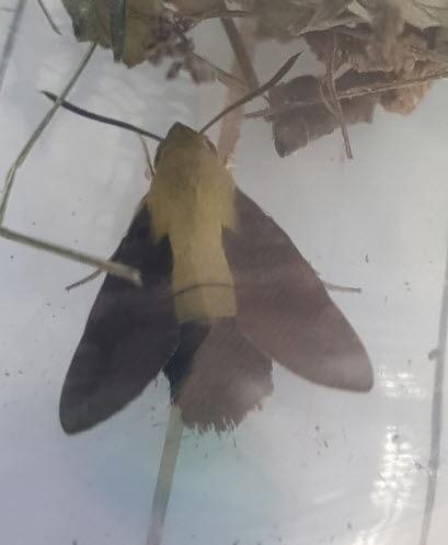 작은검은꼬리박각시