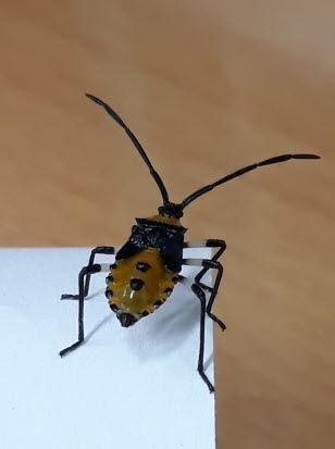 노랑배허리노린재 약충